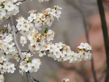 Close-up of white cherry blossom tree