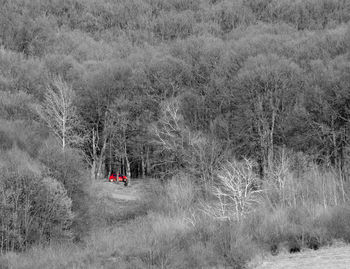 Panoramic view of trees on field in forest