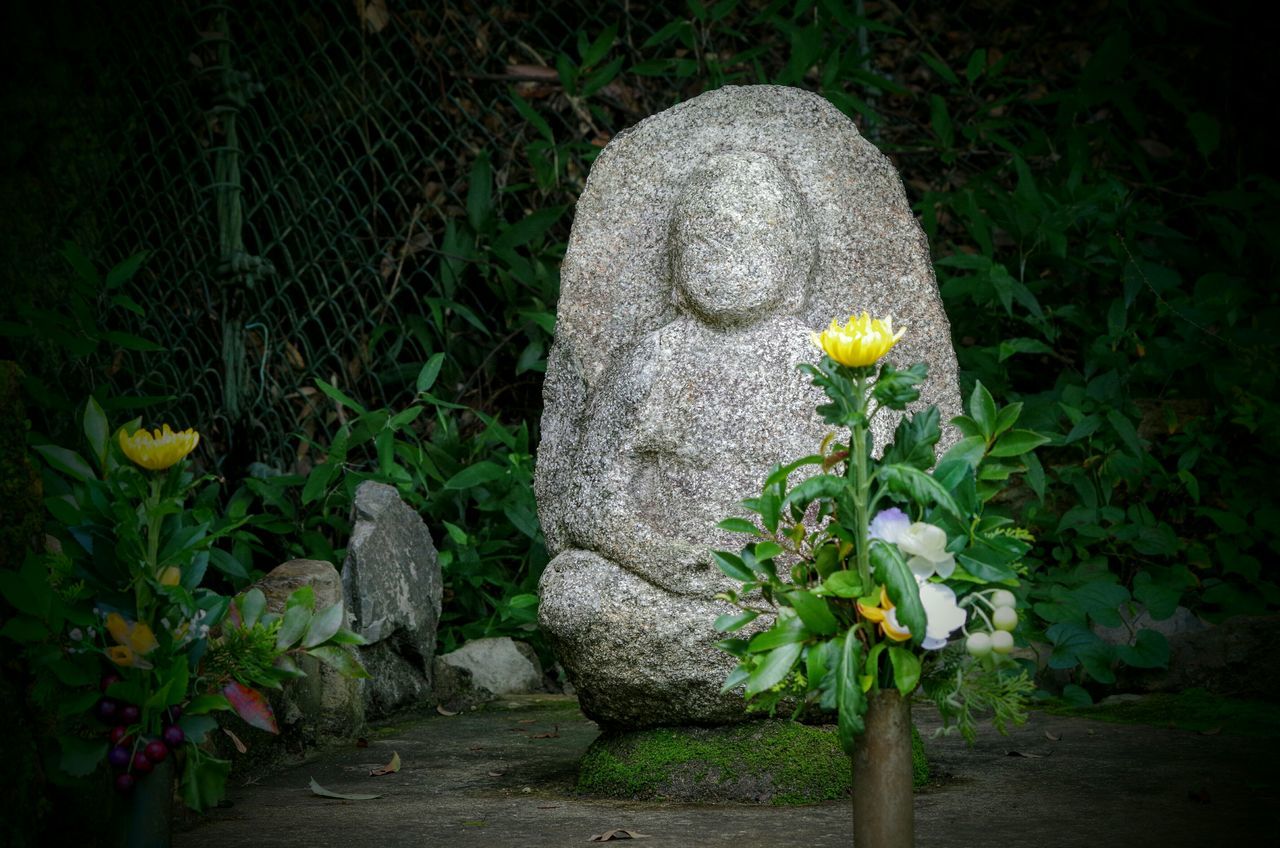 flower, plant, growth, freshness, fragility, nature, petal, beauty in nature, flower head, blooming, leaf, green color, white color, in bloom, stem, growing, yellow, outdoors, day, wall - building feature