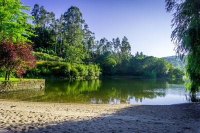 Reflection of trees in lake