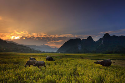 Scenic view of rice field against sky at sunset