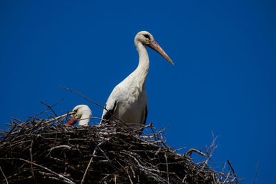 Low angle view of birds perching on nest against blue sky