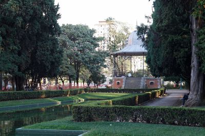 Trees in lawn