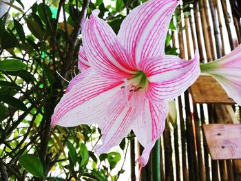 Close-up of pink hibiscus blooming outdoors