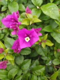 Close-up of pink flowering plant