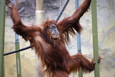 Orangutan, zoo, hangin out, primate