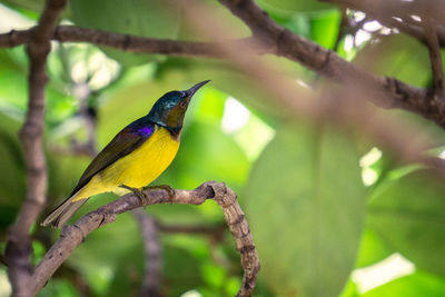 Bird perching on a branch