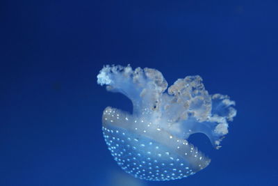 Close-up of jellyfish swimming in sea