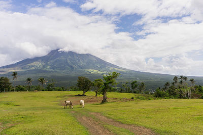 Horses grazing on field against sky