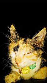 Close-up of tree at night