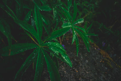 Close-up of raindrops on plant