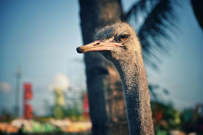 Close-up of a bird looking away