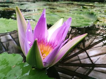 Close-up of lotus water lily in pond