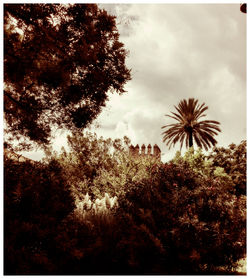 Low angle view of trees against cloudy sky