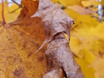 Close-up of dried maple leaves