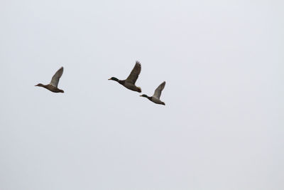 Low angle view of birds flying
