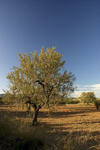 Scenic view of field against clear blue sky