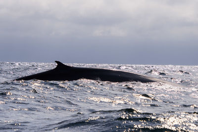 Whale fin in the sea