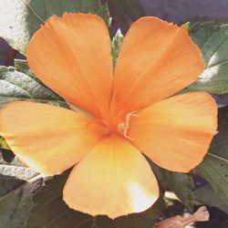 Close-up of orange flower