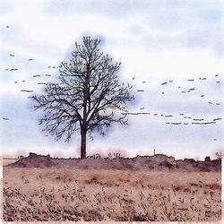 bird