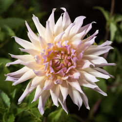 Close-up of flower blooming outdoors