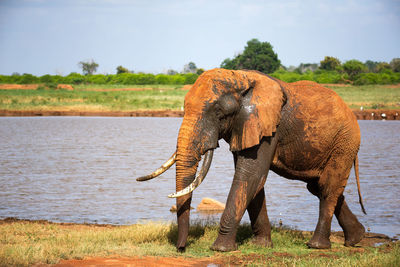 Full length of elephant on field by lake against sky