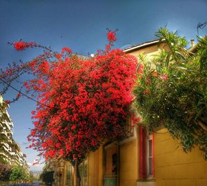 Low angle view of flowers on tree