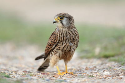 Close-up of a bird perching on a field