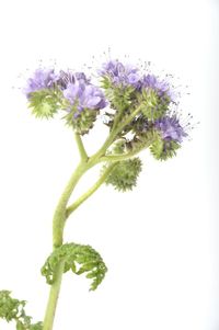 Close-up of flowering plant against white background