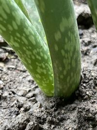 High angle view of green leaf on field