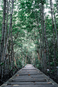 Footpath amidst trees in forest