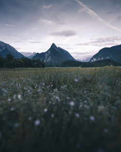 Scenic view of field against sky