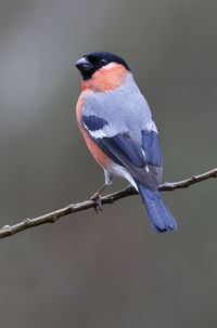 Close-up of bird perching on branch