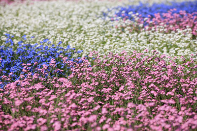 Purple flowering plants on field