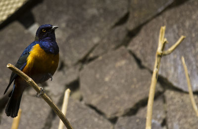 Close-up of bird perching outdoors
