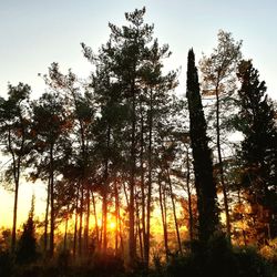 Low angle view of silhouette trees in forest against sky