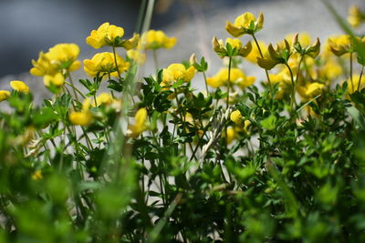 Close-up of yellow flowers blooming outdoors