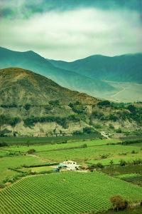 Scenic view of agricultural field against sky