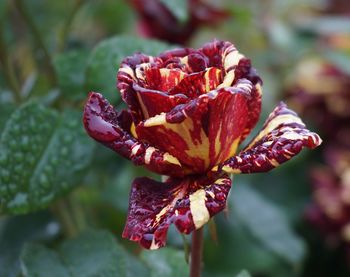 Close-up of red flower blooming outdoors