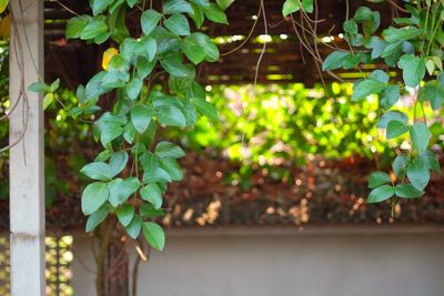 Close-up of ivy growing in yard