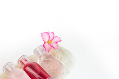 Close-up of pink flower in bottle against white background