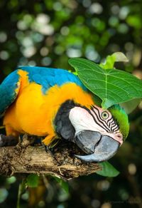 Close-up of parrot perching on tree