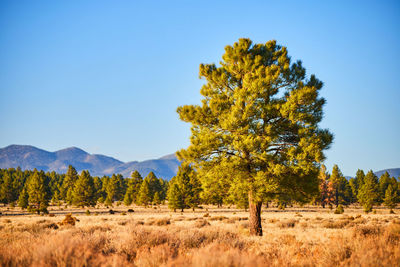 Trees on field against clear sky