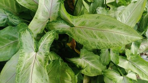 Close-up of fresh green leaves