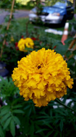 Close-up of yellow flower