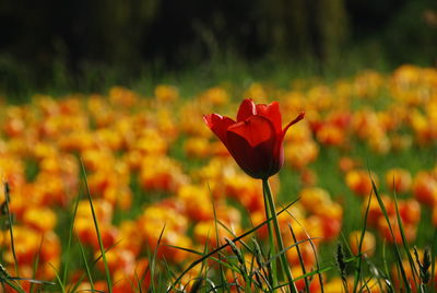 Close-up of red tulip blooming on field