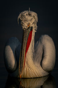 Cropped hand of a bird