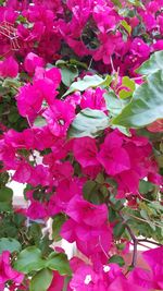 Close-up of pink flowering plant