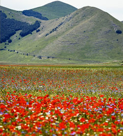 Scenic view of field against mountain