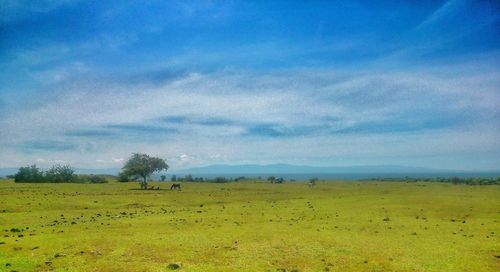 Scenic view of agricultural field against blue sky